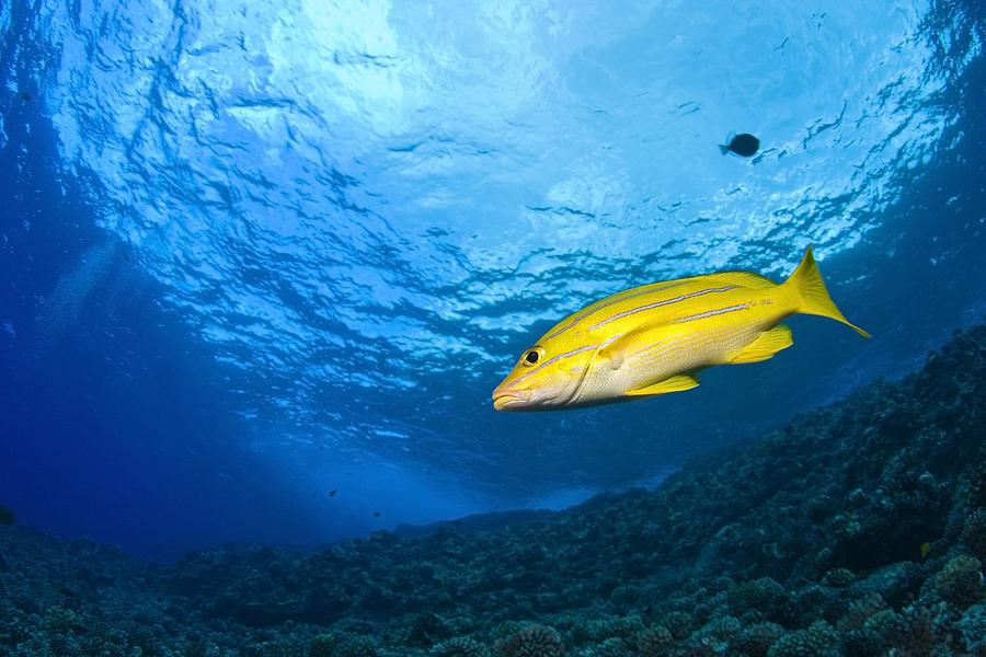 Animal Photograph - Yellowtail Snapper, Molokini Crater by Stuart Westmorland