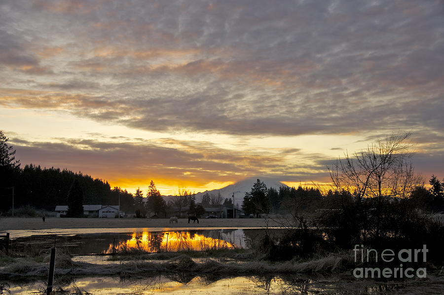 Tree Photograph - Yelm Dawn by Sean Griffin