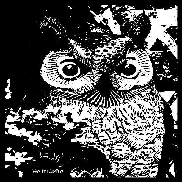 Owl Photograph - Yes Im Owling #owl #owls #owling by Daryl Macintyre