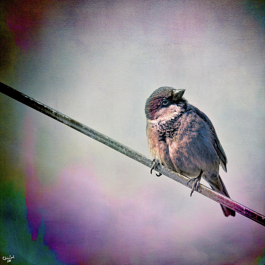 Yet Another Bird On A Wire Photograph by Chris Lord