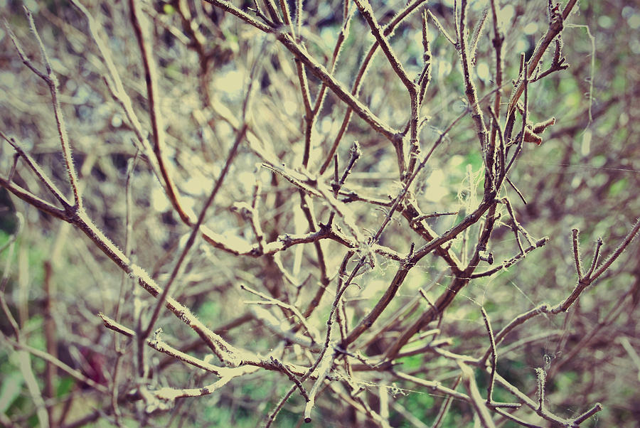 Yet To Spring Photograph