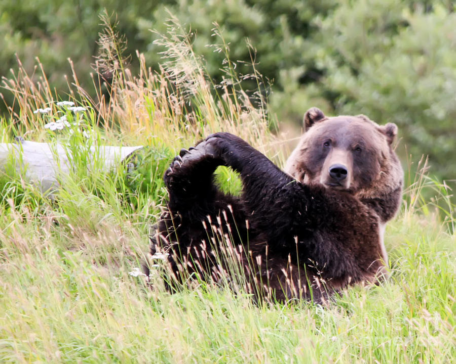 Yoga Bear Photograph by Chris Colter - Fine Art America