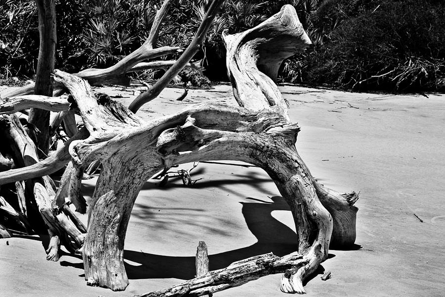 Tree Photograph - Yoga Tree Pose by Michael Ray