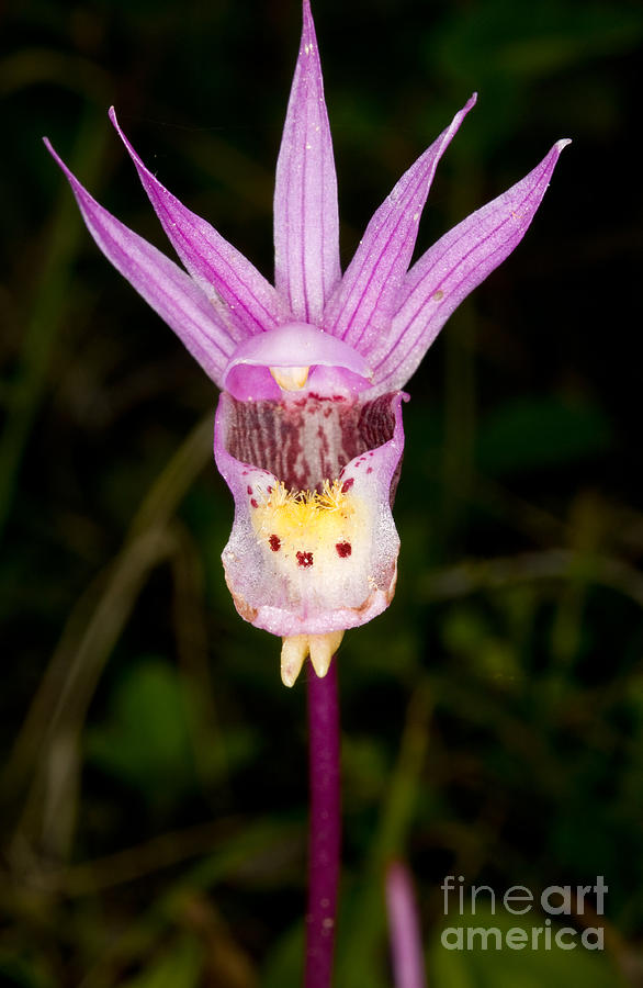 Yoho - Calypso Orchid Wildflower Photograph by Terry Elniski