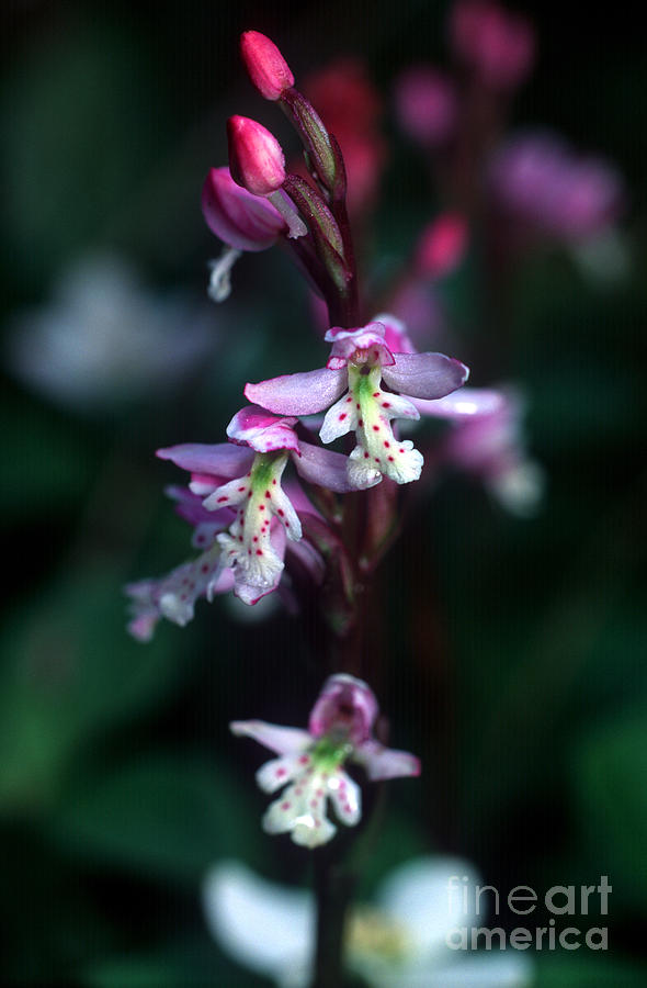 Yoho - Roundleaf Orchid 1 Photograph by Terry Elniski