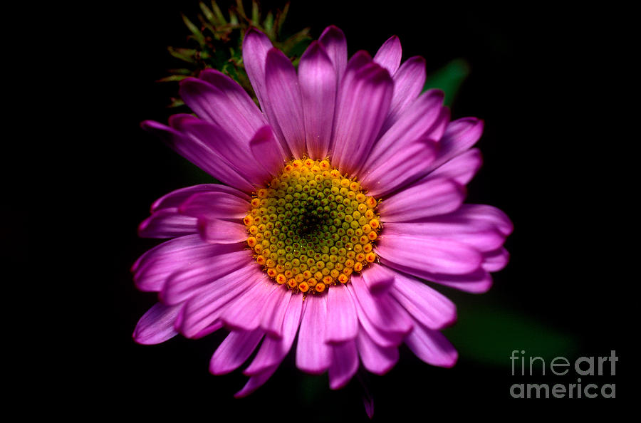 Yoho - Subalpine Fleabane Wildflower  Photograph by Terry Elniski