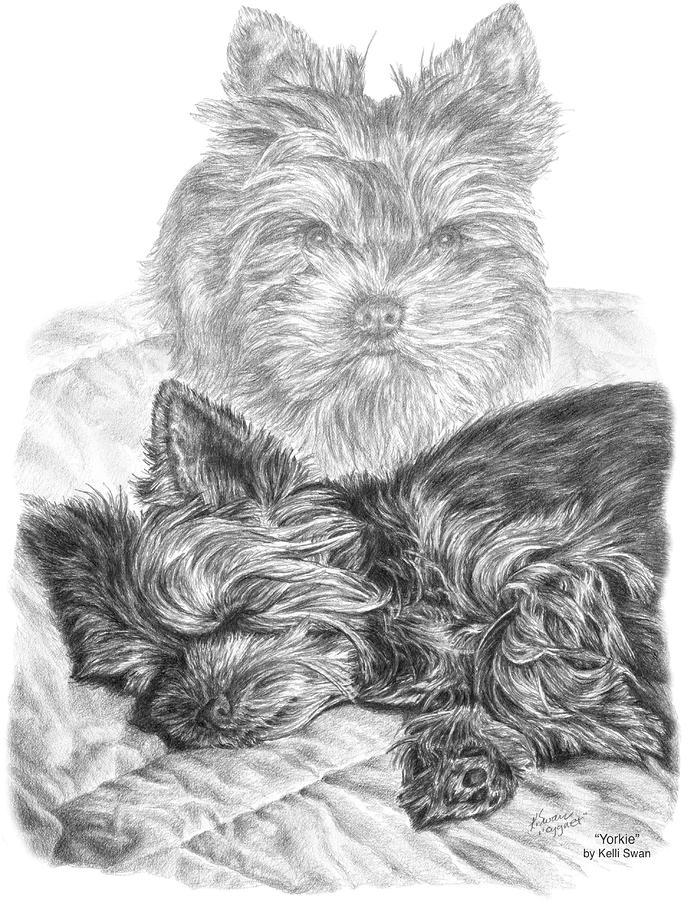 Dog Drawing - Yorkie - Yorkshire Terrier Dog Print by Kelli Swan