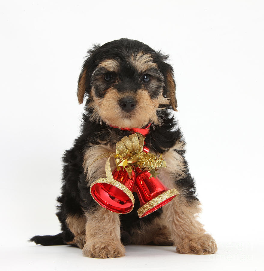 Nature Photograph - Yorkipoo Pup Wearing Christmas Bells by Mark Taylor