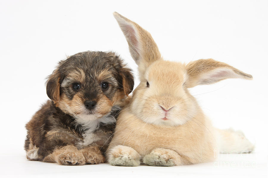 Nature Photograph - Yorkipoo Pup With Sandy Rabbit by Mark Taylor