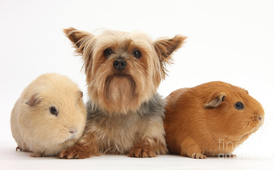 Nature Photograph - Yorkshire Terrier And Guinea Pigs by Mark Taylor