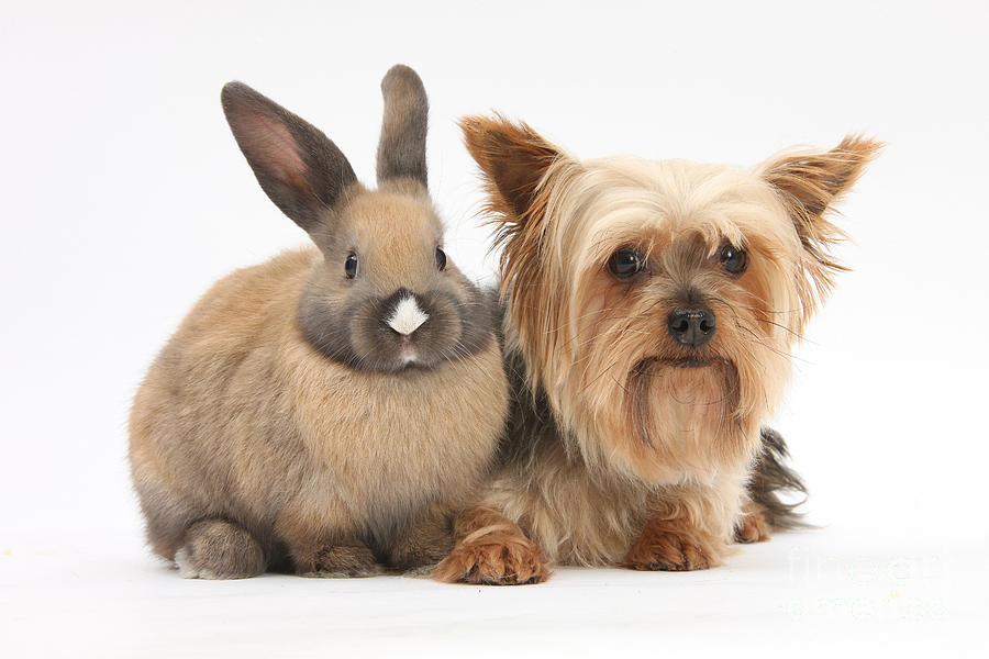Yorkshire Terrier And Young Rabbit Photograph by Mark Taylor