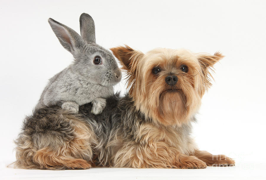 Yorkshire Terrier And Young Silver Photograph by Mark Taylor