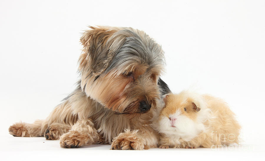 Yorkshire Terrier Dog And Guinea Pig Photograph by Mark Taylor