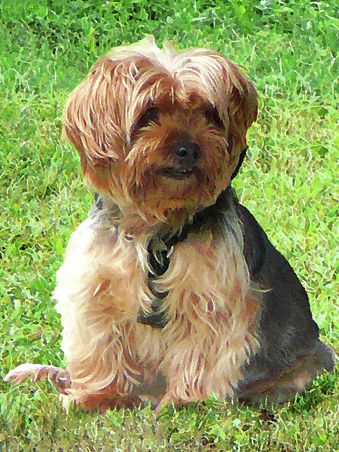 Yorkshire Terrier in Park Photograph by Susan Savad