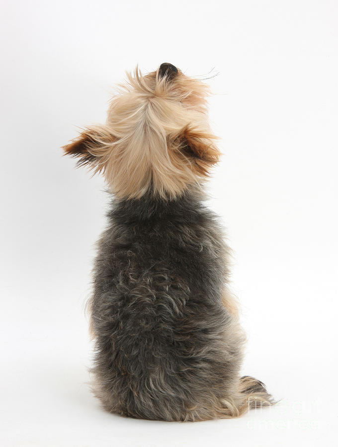 Yorkshire Terrier Photograph by Mark Taylor