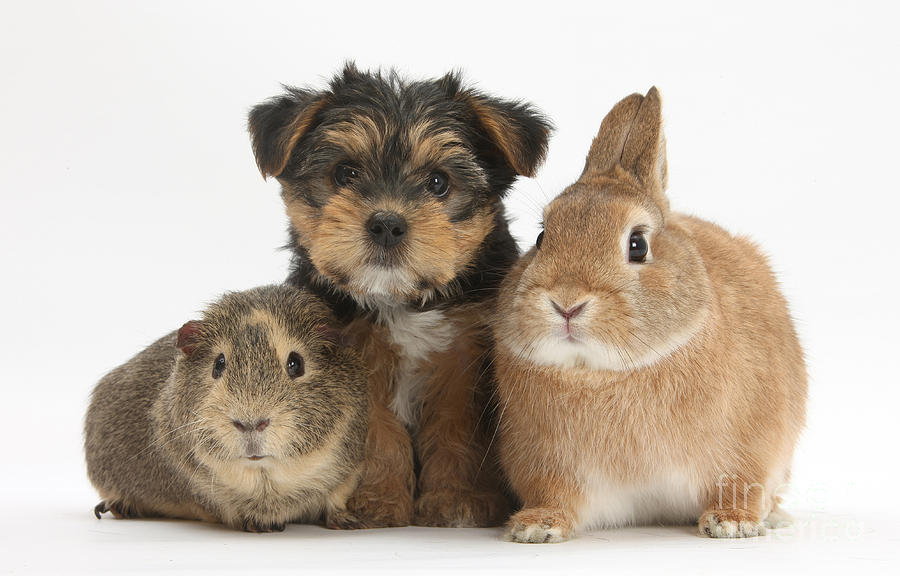 Yorkshire Terrier Pup With Guinea Pig Photograph by Mark Taylor