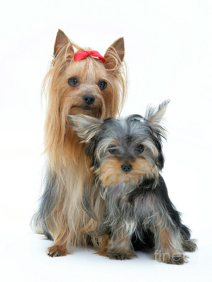 Yorkshire Terriers Photograph by Jane Burton