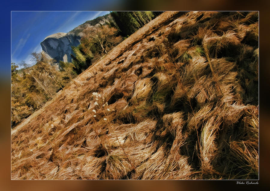 Yosemite Dried Grass Photograph by Blake Richards