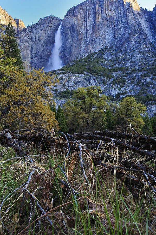 Tree Photograph - Yosemite Falls from the Valley Floor by Rick Berk