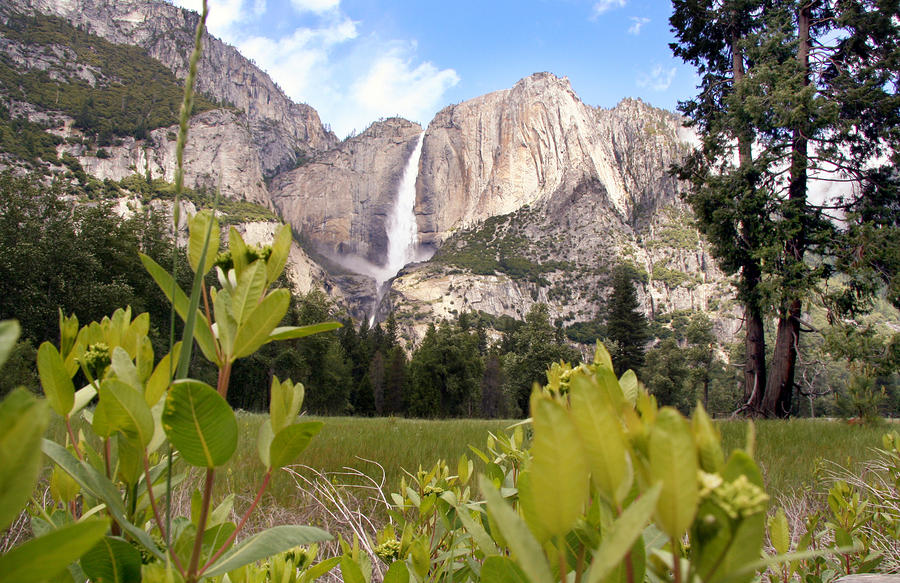 Yosemite Falls with Flowers Photograph by Joe Myeress
