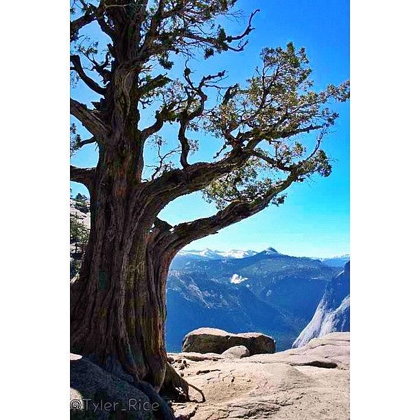Yosemite National Park Photograph - Yosemite National Park- Tree On Top Of by Tyler Rice