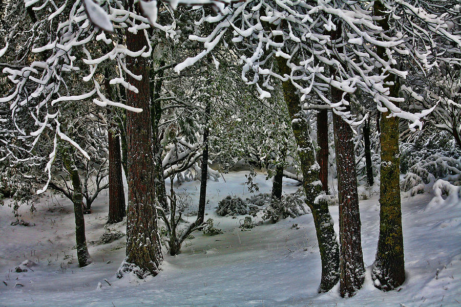 Yosemite Snow Photograph by Bonnie Bruno