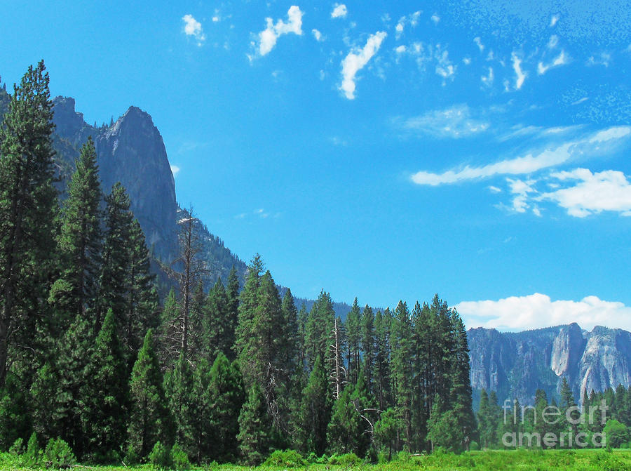 Yosemite Trees Photograph by Martin Valeriano