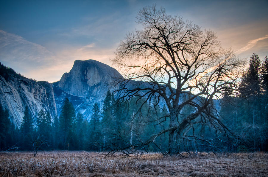 Yosemite Valley Half Dome Lone Tree Photograph by Connie Cooper-Edwards