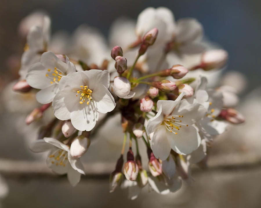 Yoshino Cherry Blossoms And Buds in White and Pink Photograph by Kathy Clark