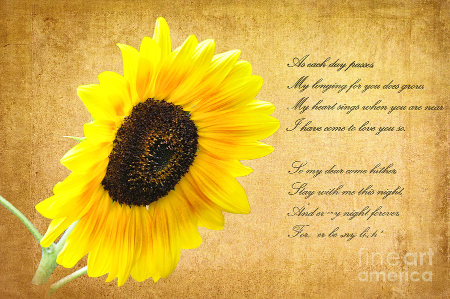 Tradução you are my sunshine: Você é meu raio de sol. Você sabia que a  flor do sol (girassol) significa felicidade? Ela simboliza lealdade,  entusiasmo, By Empório Dapper