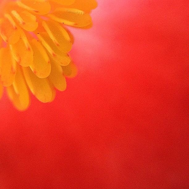You Are My Sunshine. #macro_power_hour Photograph by Rebekah Moody