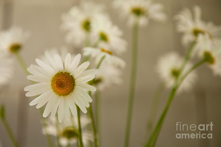 Flower Photograph - You Are My Sunshine by Sue OConnor