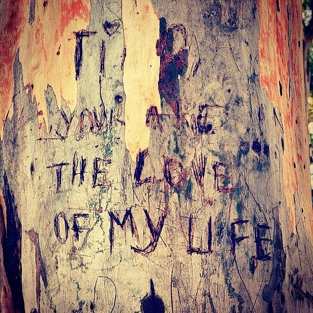 Tree Photograph - you Are The Love Of My Life by Heather Meader