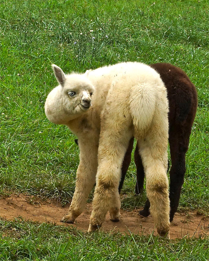 Farm Animals Photograph - You Cant Sneak Up On Alpacas by Byron Varvarigos
