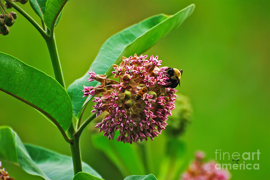 Milkweed Photograph - You Come Here Often by Lois Bryan