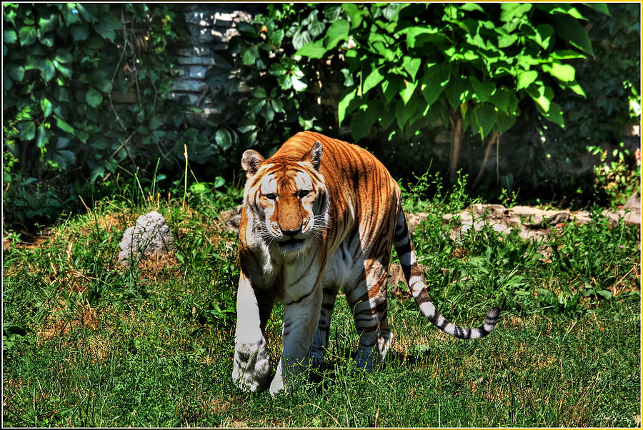 You Have 5 Seconds To    Too Late       Golden Tiger Photograph