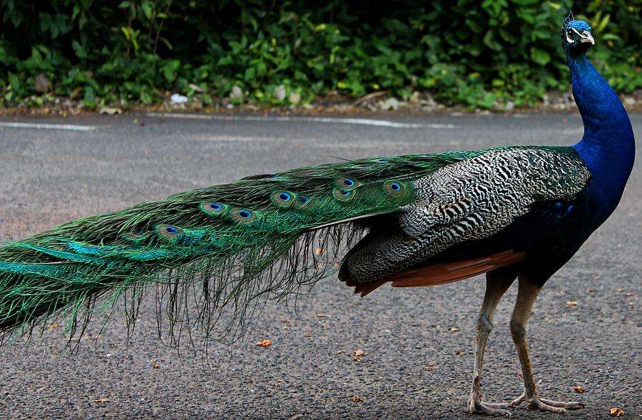 Peacock Photograph - You Know I am Good looking by Elizabeth  Doran