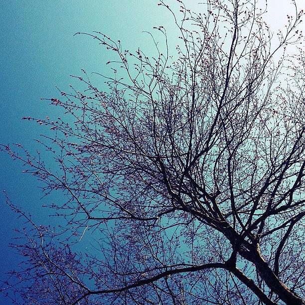 Tree Photograph - You Know It. #tree #branches #sky by S Webster