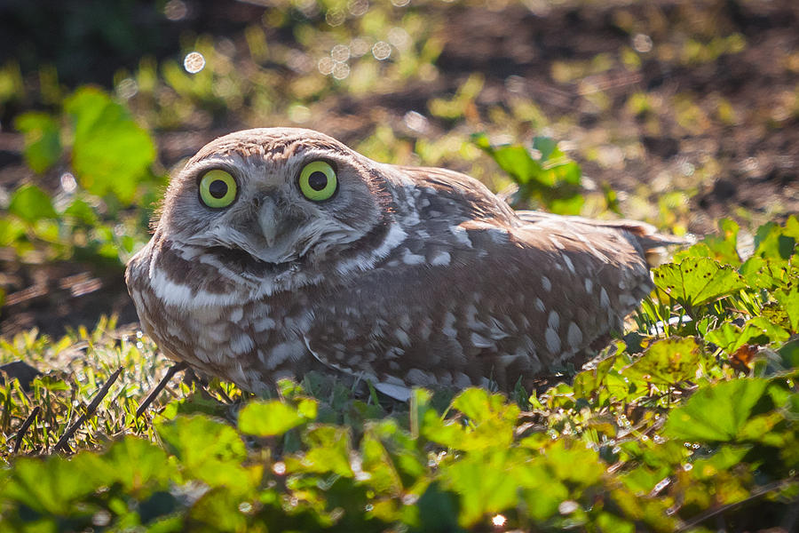 Owl Photograph - You Looking at Me by Chris Fullmer Owl Photograph - You Looking at Me by Chris Fullmer