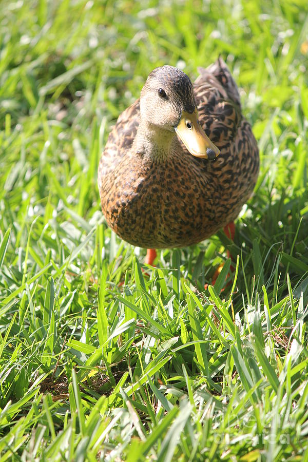 Color Photograph - You looking at me Duck by Carrie Clarke-Hooge