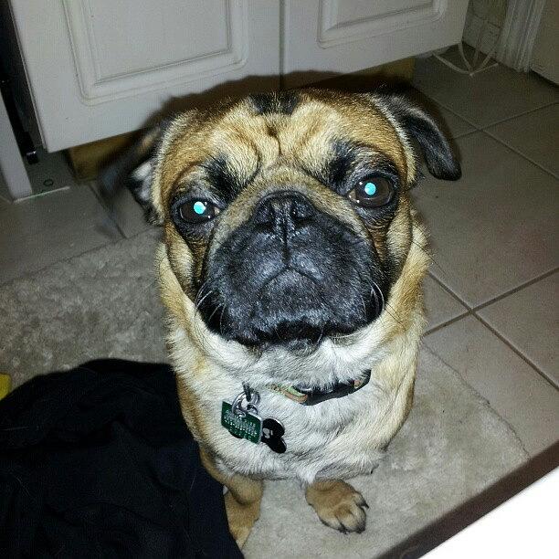Pug Photograph - You Said I Could Have A Treat . Well by Oliver Parker