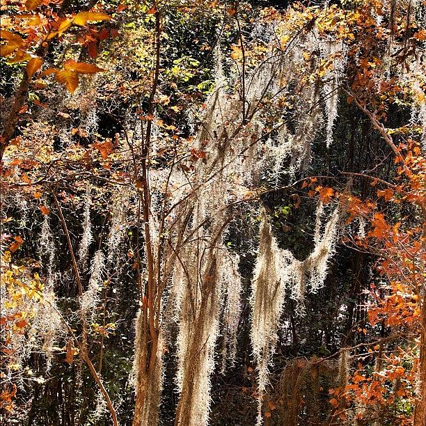 You See A Lot Of Spanish Moss Around Photograph by Richard Gould