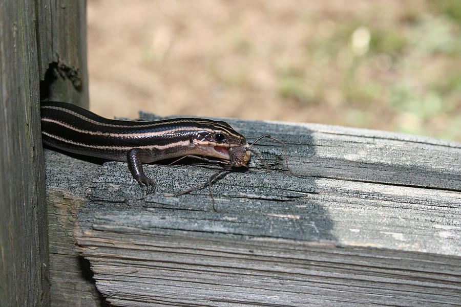 Edvard Munch Photograph - You Skink by Mindy Woodford