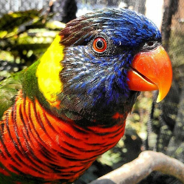 Parrot Photograph - You Talkin To Me? by Scott Freeman Parrot Photograph - You Talkin To Me? by Scott Freeman