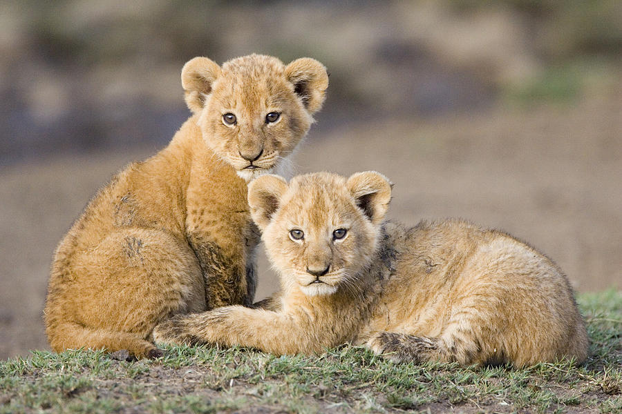 Young African Lion Cubs  Photograph by Suzi Eszterhas