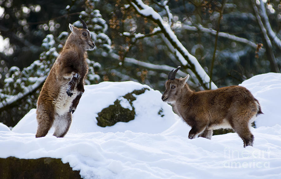Young Alpine Ibex jumping Photograph by Andrew  Michael