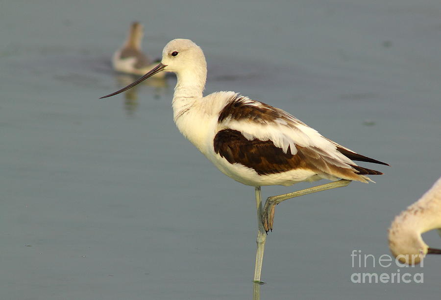 Young American Avocet Photograph by Robert Frederick