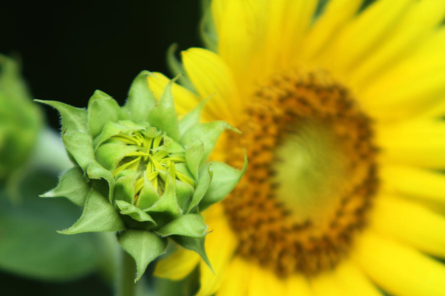 Sunflower Photograph - Young and Old by Jose Rodriguez Sunflower Photograph - Young and Old by Jose Rodriguez