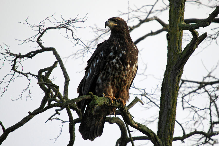 Young Bald Eagle in Boundary bay Photograph by Pierre Leclerc Photography