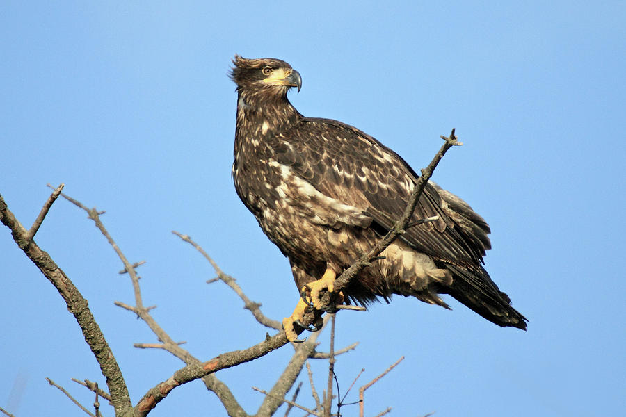 Young Bald Eagle in Boundary bay Vancouver Photograph by Pierre Leclerc Photography
